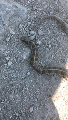 Thamnophis scaliger