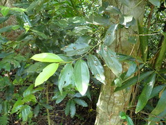 Cryptocarya chinensis
