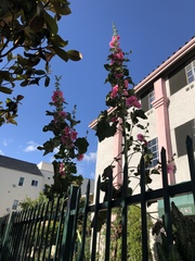 Alcea rosea