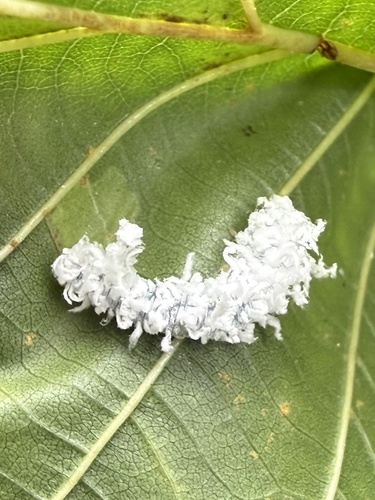 Alder Sawfly