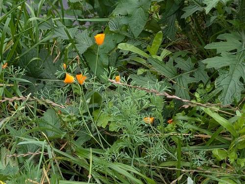 California poppy