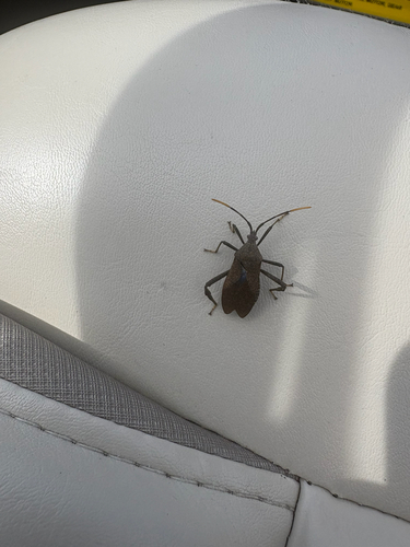 Acanthocephala terminalis