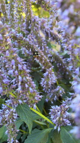 Tricolored Bumble Bee