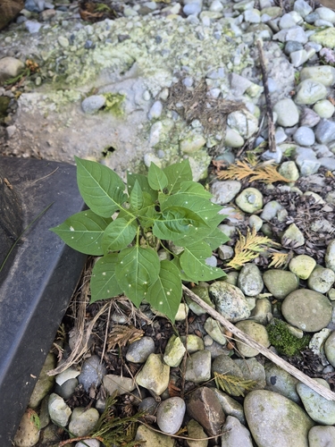 bittersweet nightshade