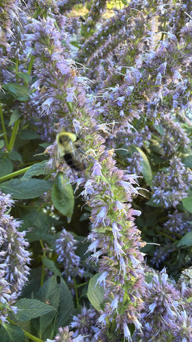 Common Eastern Bumble Bee