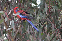 Platycercus elegans elegans