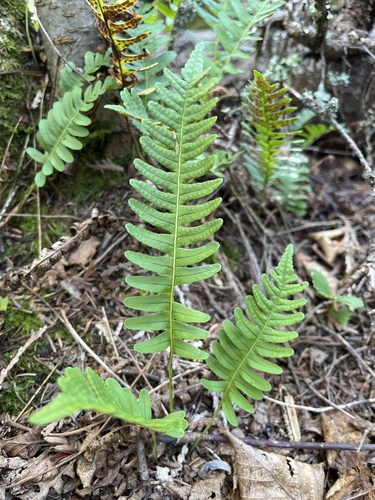 rock polypody