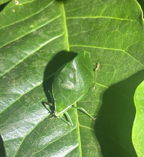 Corycoides paradoxus
