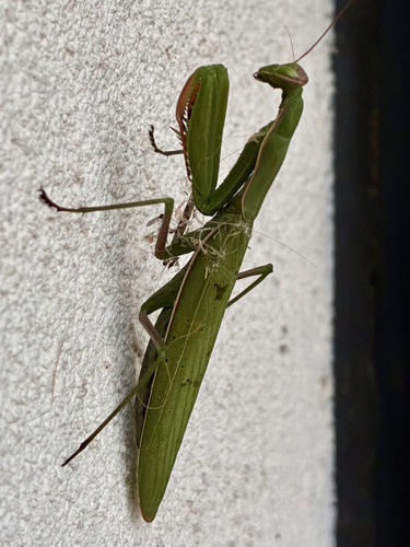 European Mantis