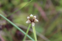 Cyperus albescens