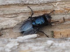 Protophormia terraenovae