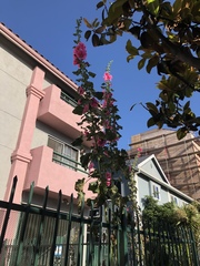 Alcea rosea