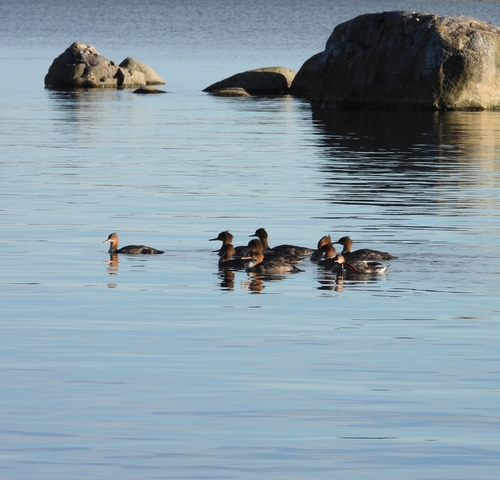 Red-breasted Merganser
