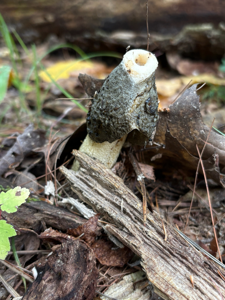 Ravenel's stinkhorn · September 2026 · photo: Photo: (c) delognut, some rights reserved (CC BY) · iNaturalist