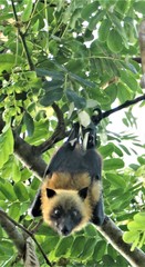 Pteropus seychellensis comorensis