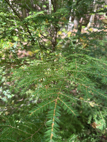 eastern hemlock