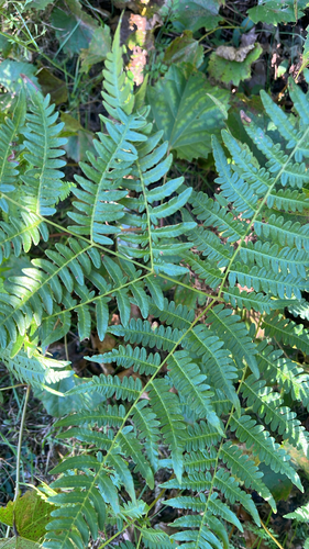 common bracken