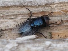 Protophormia terraenovae