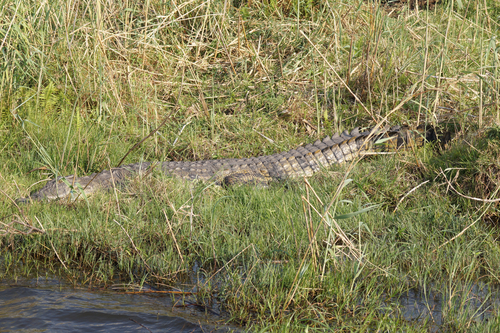 Nile Crocodile