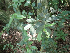 Ilex ficoidea