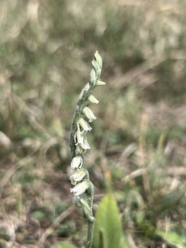 Autumn Ladies' Tresses