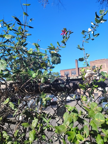 coral honeysuckle