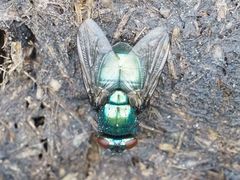 Neomyia viridescens