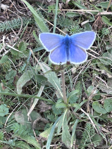Common Blue