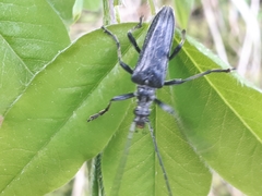 Oxymirus cursor