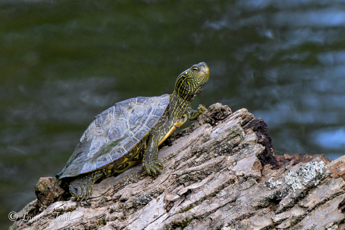 Northern Map Turtle