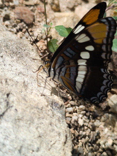 Arizona Sister