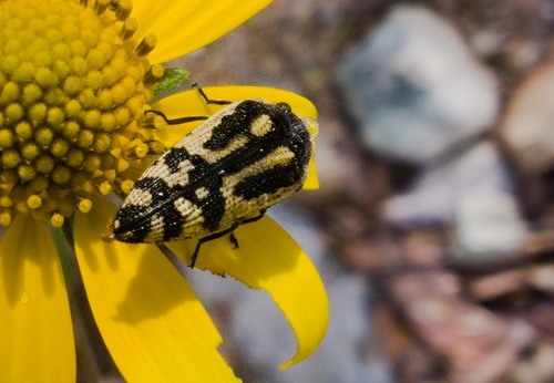 Acmaeodera amplicollis
