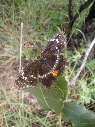 Bordered Patch
