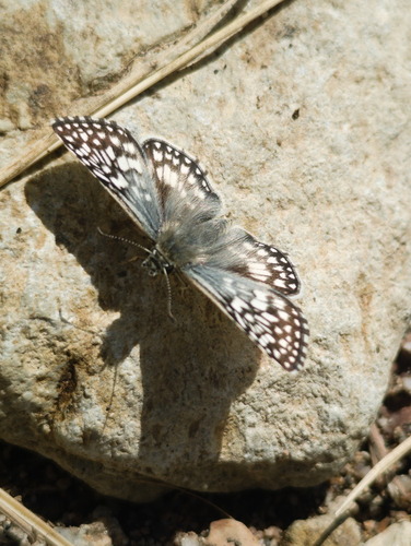 Desert Checkered-Skipper