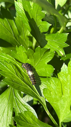 Black Swallowtail