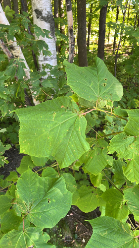 striped maple