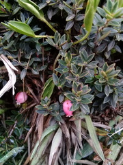 Disterigma empetrifolium