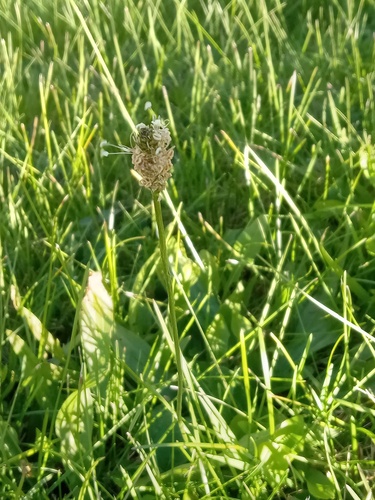ribwort plantain