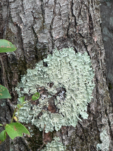 common greenshield lichen