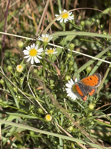American Copper