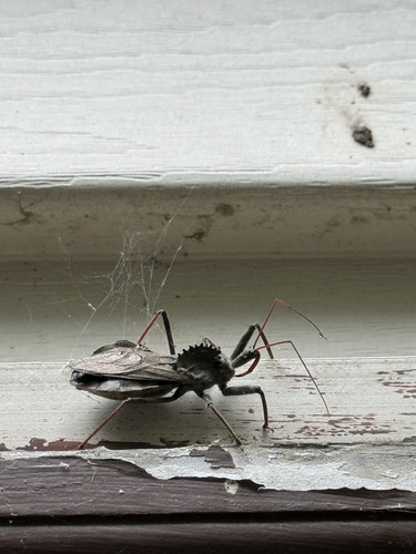 North American Wheel Bug