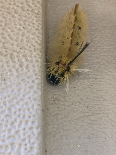 Banded Tussock Moth