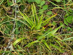 Anacamptis pyramidalis