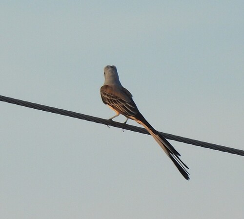 Scissor-tailed Flycatcher