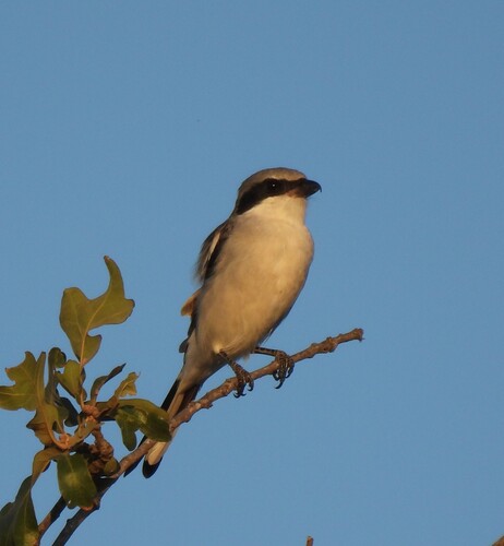 Loggerhead Shrike