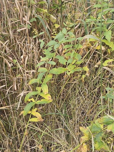 Lysimachia vulgaris, photograph 5