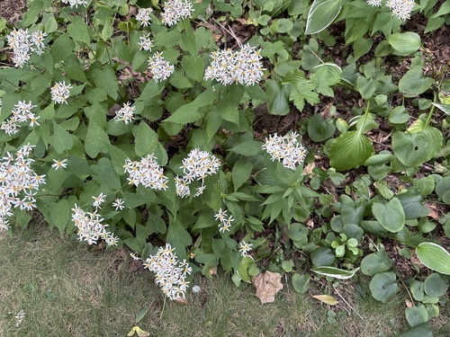 White Wood Aster