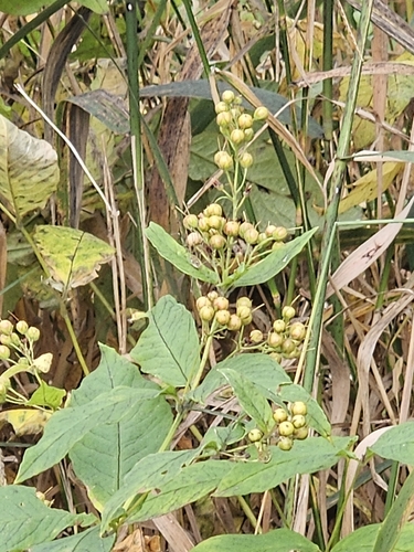 Lysimachia vulgaris, photograph 6