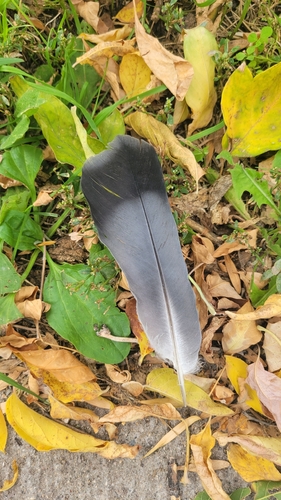 Feral Pigeon