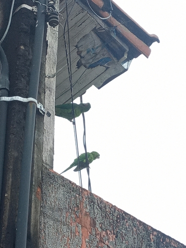 White-eyed Parakeet